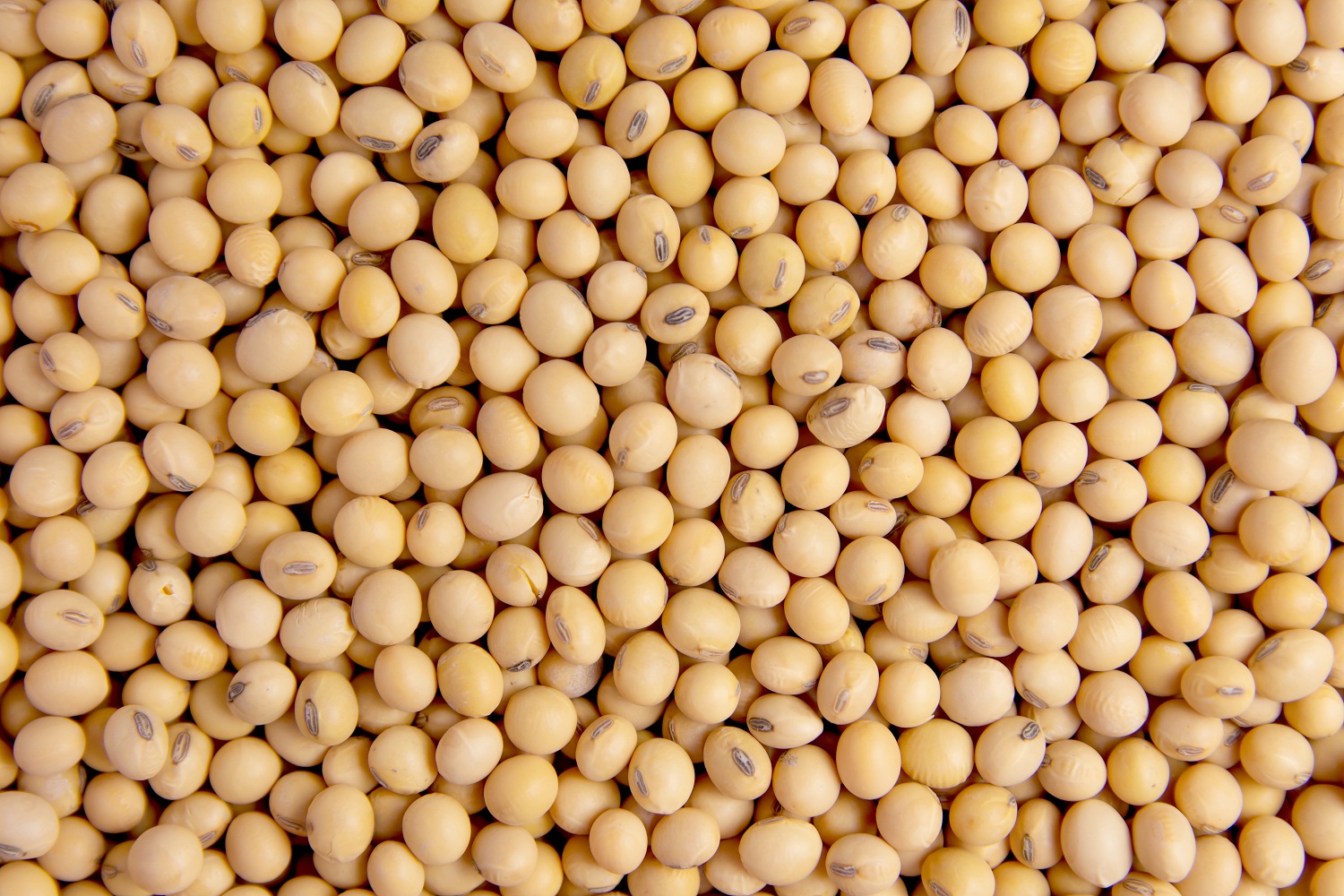 The benefits and uses of soybeans that you may not be aware of