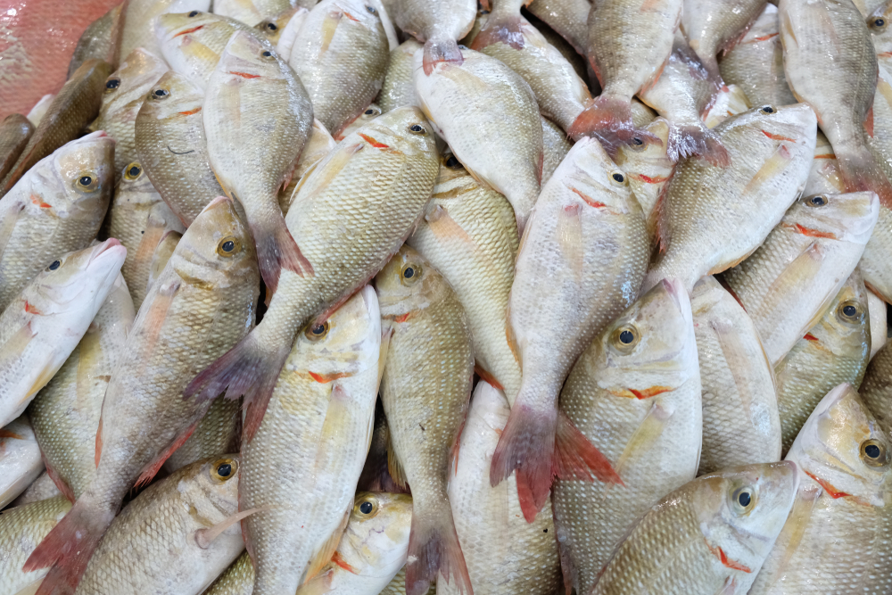 how-to-identify-signs-of-stale-fish-kfoods