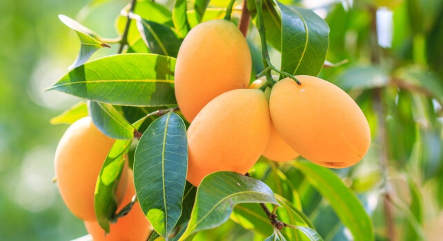 Amazing Benefits Hidden in Mango Leaves