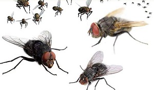 5 Simple Tips to Get Rid of Houseflies