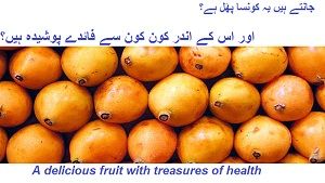 Loquat Fruit Benefits in Urdu