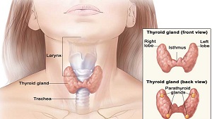 Thyroid Ka Asan Gharelu Ilaj