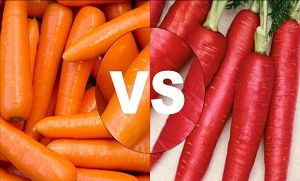 آپ گاجر تو شوق سے کھاتے ہو نگے کبھی سوچا ہے کہ سرخ گاجر زیادہ صحت بخش ہے یا اورنج؟