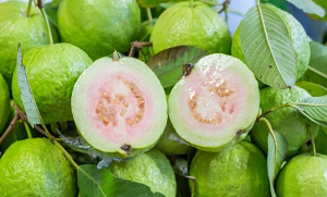 امرود کھائیں وزن گھٹائیں ۔۔ کیا امرود وزن کم کرنے میں مدد کر سکتا ہے؟ جانیئے ماہرین اس بارے میں کیا کہتے ہیں