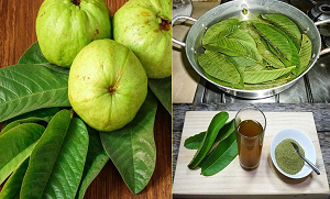 امرود کے پتوں سے کیا ہوتا ہے؟ خوش ذائقہ پھل امرود کے پتوں کے 5 کرشماتی فوائد جو آپ کے مہنگے خرچے بچاسکتا ہے