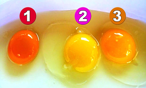 اگر انڈے کی زردی کا رنگ ایسا نکل آئے تو ہرگز نہ کھائیں کیونکہ! زردی کا رنگ کس چیز کی علامت ظاہر کرتا ہے؟ جانیں دلچسپ معلومات