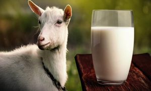 بکری کے دودھ کی وہ خصوصیات اور فوائد جو اسے گائے کے دودھ سے بہتر بناتے کرتے ہیں ۔۔ جانیئے وہ کون سے فوائد ہیں؟