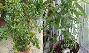 تھائی رائڈ کی بیماریوں اور موٹاپے سے بھی بچاتا ہے۔۔۔ 6 پودے جن کو گھر میں لگا کر آپ بھی بہت سے فائدے اٹھا سکتے ہیں