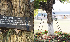 رات کے اندھیرے میں درخت نے حملہ کیا تھا ۔۔ پاکستان کا وہ درخت جو 100 سال سے زنجیروں میں گرفتار ہے، وجہ جان کر آپ بھی حیران رہ جائیں گے