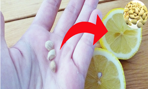 لیموں کے بیج ضائع نہ کریں ان کو سنبھال کر رکھیں، کچھ فوائد جو صرف لیموں کے بیج ہی سے مل سکتے ہیں