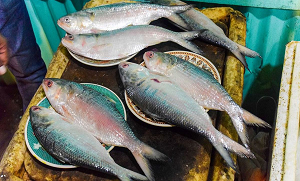 مچھلی خریدتے ہوئے تازہ مچھلی کی پہچان کیسے کی جائے؟