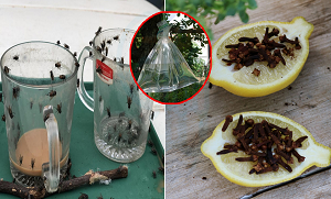 گھر میں ہر جگہ مکھی تنگ کرتی ہے تو لیموں کو اس طرح استعمال کریں ۔۔ گھر میں موجود مکھیوں کو ختم کرنے کے چند آسان طریقے، جو آپ بھی جاننا چاہیں گے