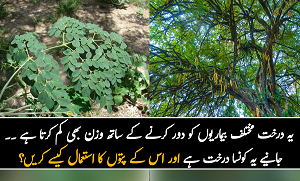 یہ درخت مختلف بیماریوں کو دور کرنے کے ساتھ ساتھ وزن بھی کم کرتا ہے ۔۔ جانیے یہ کونسا درخت ہے اور اس کے پتوں کا استعمال کیسے کریں؟