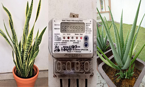 یہ عام سا پودا بجلی کا بل بھی کم کرسکتا ہے ۔۔ 5 ایسے پودے کون سے ہیں جو بجلی کا بل کم کر کے آپ کے ہزاروں روپے کی بچت کرسکتے ہیں؟