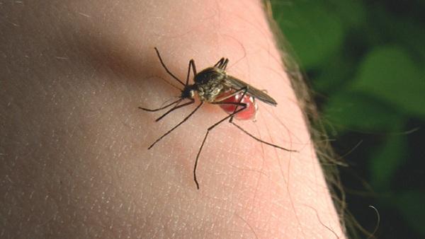 Mosquito Prevention!
