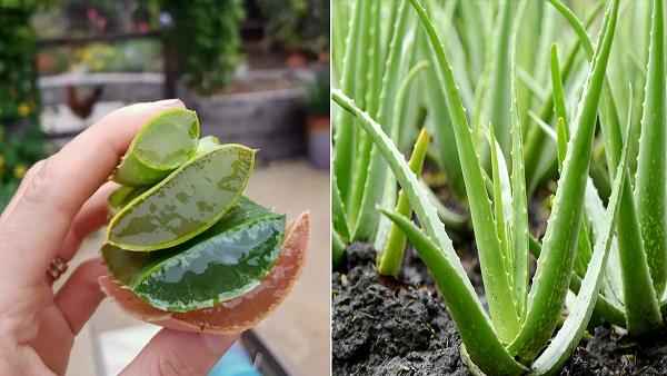 Alovera Gel Khane Ke Fayde