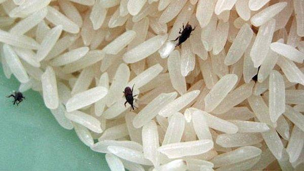 How To Keep Rice Free From Insects