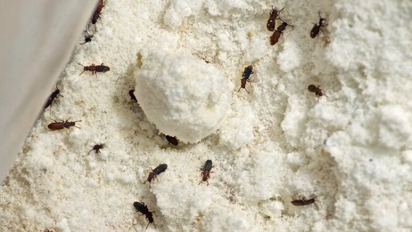 How To Prevent Flour from Grain Weevils!