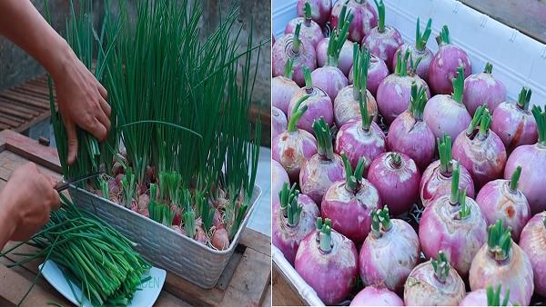 How to Grow Onion at Home