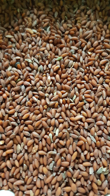 Garden Cress Seeds (Tukhm-e-Rashad)