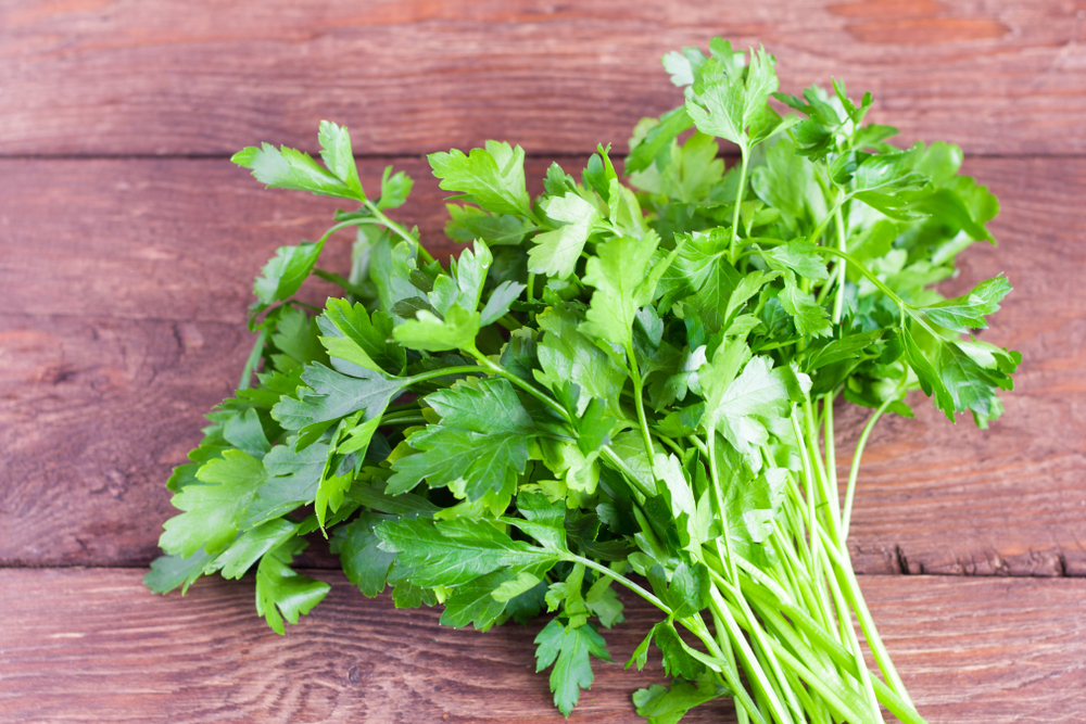 Meaning Of Parsley In Urdu English Cooking Recipe Price