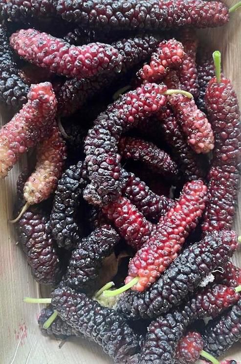 Mulberry (Shahtoot)