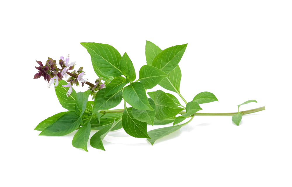 Thai basil thai tulsi Urdu English Meaning Cooking Recipe