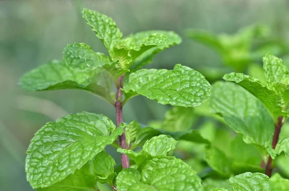 Mint leaves (Podinay k paty)