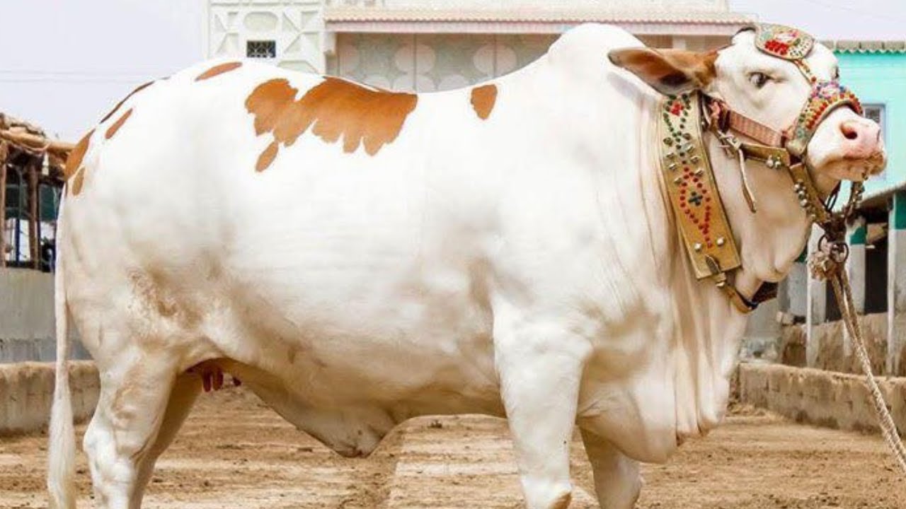 Beautifull Huge Cow For Qurbani 2021