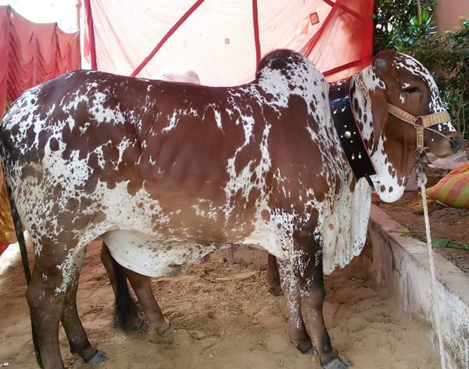 Karachi Cow Mandi