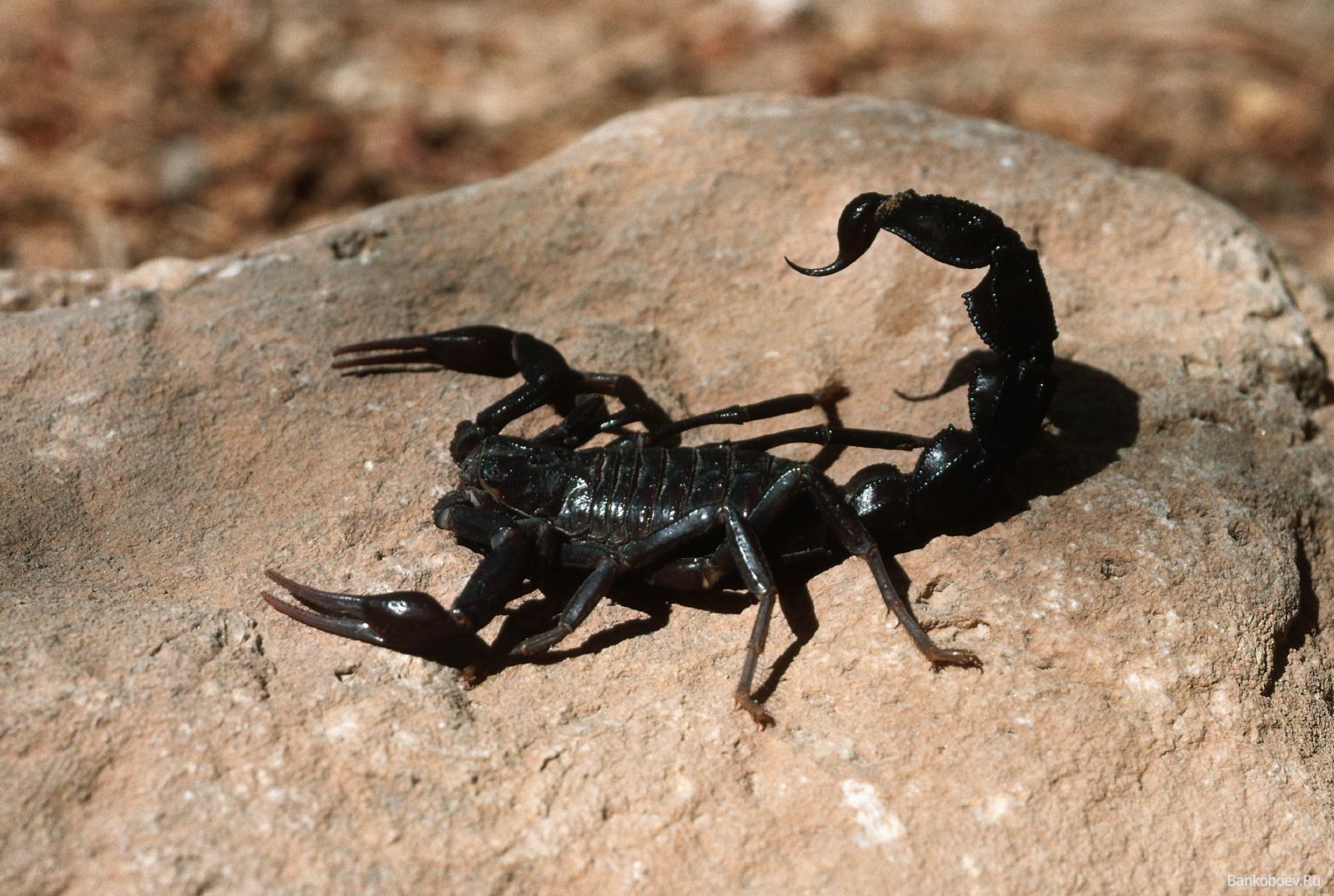 Black Scorpion for Sale | Kala Bicho