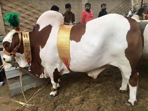 Giant Bull for Qurbani 2021